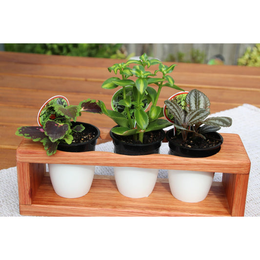 Plant Display Stand