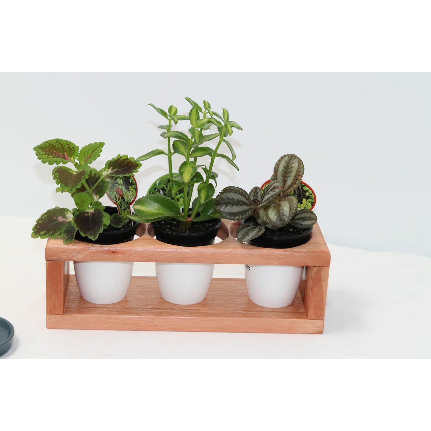 Baby Plant Display Stand